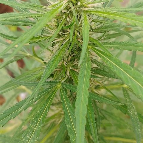 Genética desconhecida growlog timeline photo
