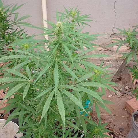 Genética desconhecida growlog timeline photo