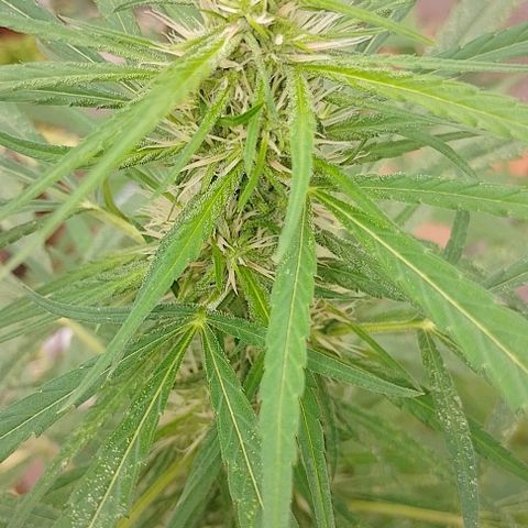 Genética desconhecida growlog timeline photo
