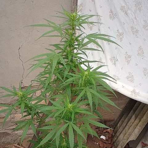 Genética desconhecida growlog timeline photo