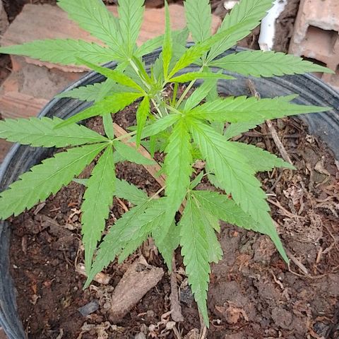 Genética desconhecida growlog timeline photo