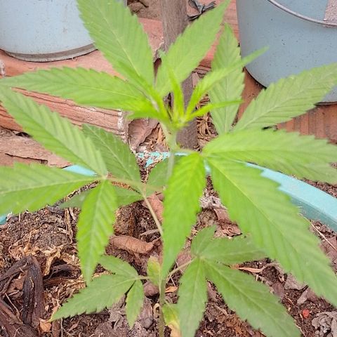 Genética desconhecida growlog timeline photo