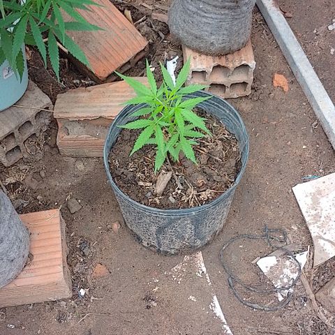 Genética desconhecida growlog timeline photo
