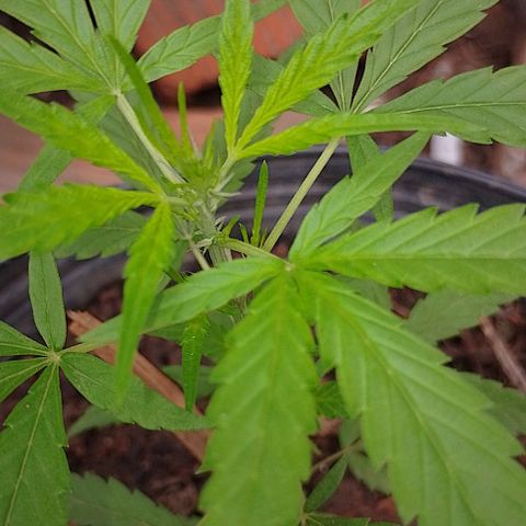 Genética desconhecida growlog timeline photo