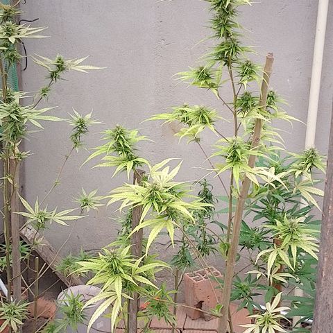 Genética desconhecida growlog timeline photo