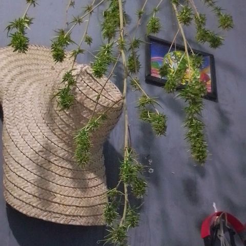 Genética desconhecida growlog photo: Colhe virou mafrodita tava dando sementes 