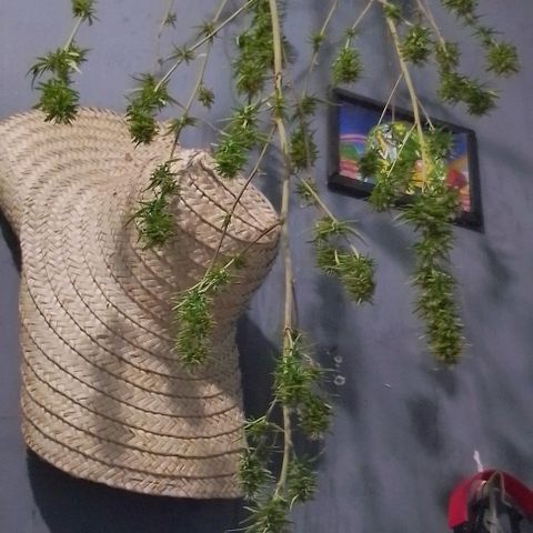 Genética desconhecida growlog photo: Colhe virou mafrodita tava dando sementes 