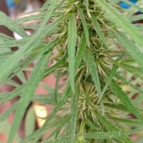 Genética desconhecida growlog timeline photo