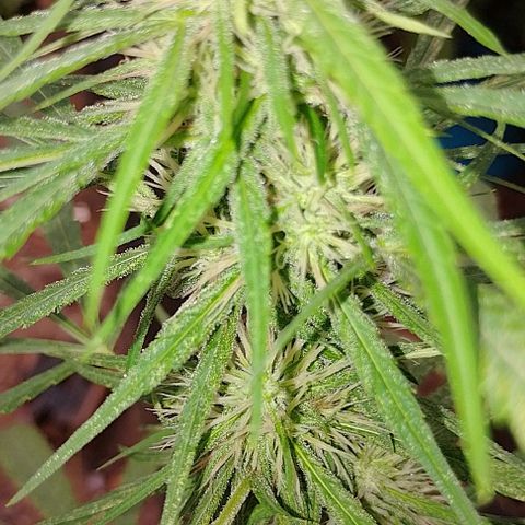 Genética desconhecida growlog timeline photo