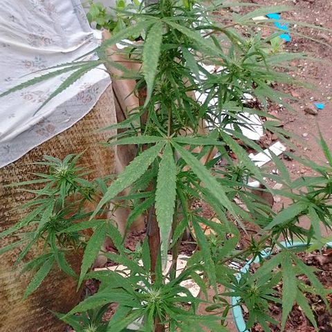 Genética desconhecida growlog timeline photo