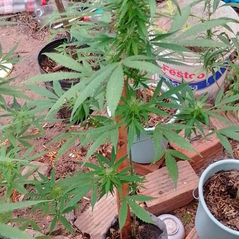 Genética desconhecida growlog timeline photo