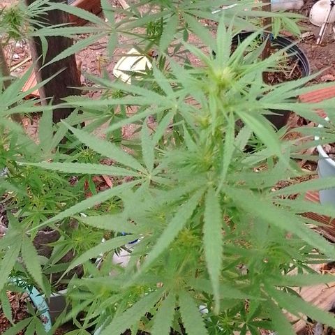 Genética desconhecida growlog timeline photo