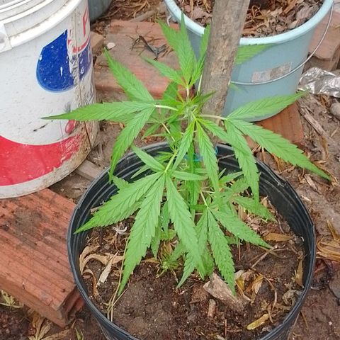 Genética desconhecida growlog timeline photo