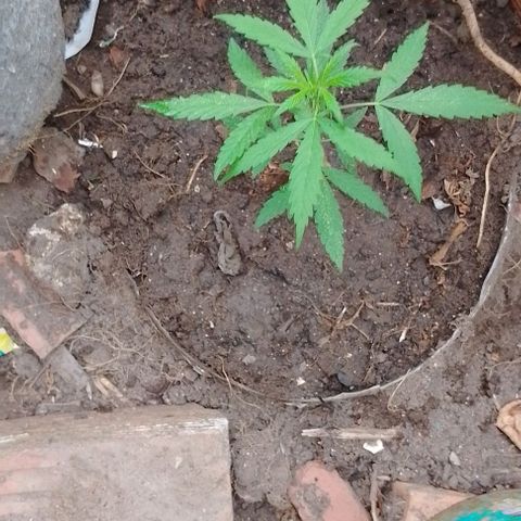 Genética desconhecida growlog timeline photo