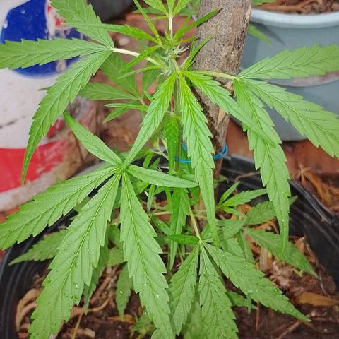 Genética desconhecida growlog timeline photo