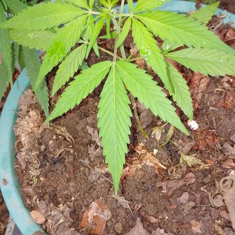 Genética desconhecida growlog timeline photo