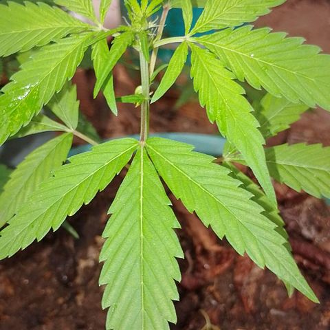 Genética desconhecida growlog timeline photo