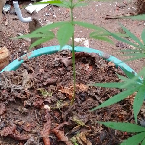 Genética desconhecida growlog timeline photo