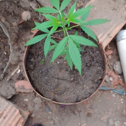 Genética desconhecida growlog timeline photo