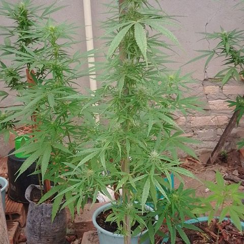 Genética desconhecida growlog timeline photo