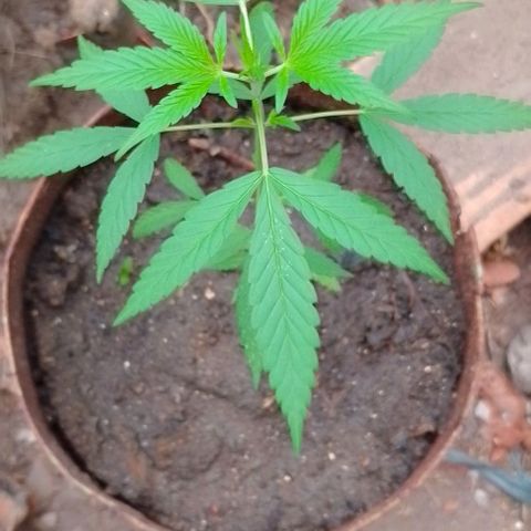 Genética desconhecida growlog timeline photo