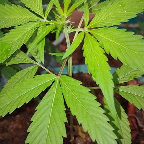 Genética desconhecida growlog timeline photo