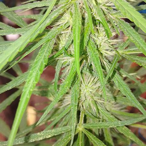 Genética desconhecida growlog timeline photo
