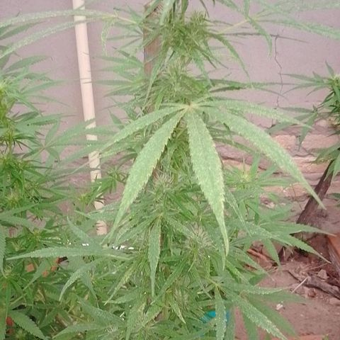 Genética desconhecida growlog timeline photo