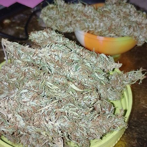 Genética desconhecida growlog timeline photo