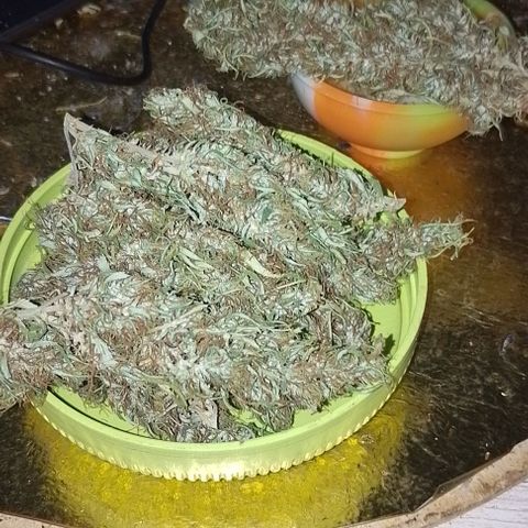 Genética desconhecida growlog timeline photo