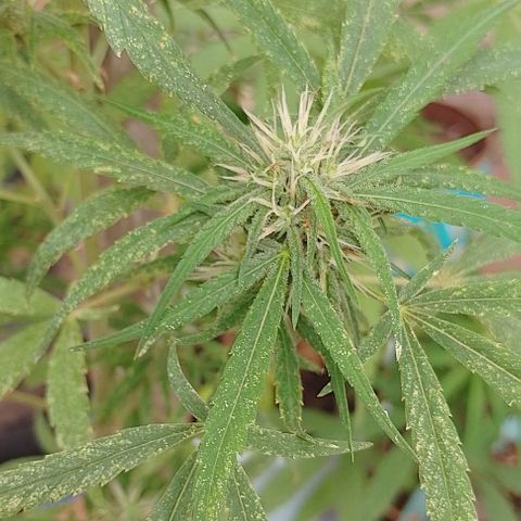 Genética desconhecida growlog timeline photo