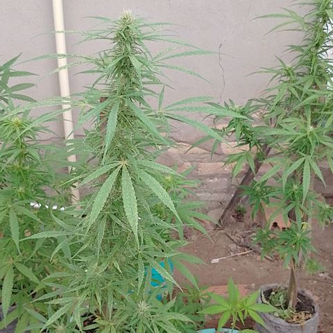 Genética desconhecida growlog timeline photo