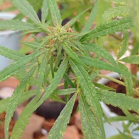 Genética desconhecida growlog timeline photo