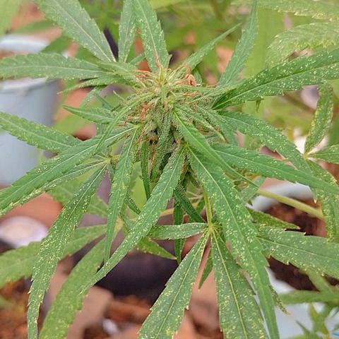 Genética desconhecida growlog timeline photo