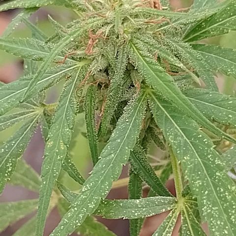 Genética desconhecida growlog timeline photo