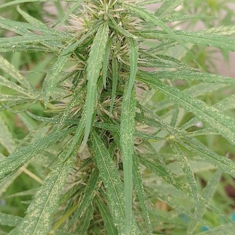 Genética desconhecida growlog timeline photo