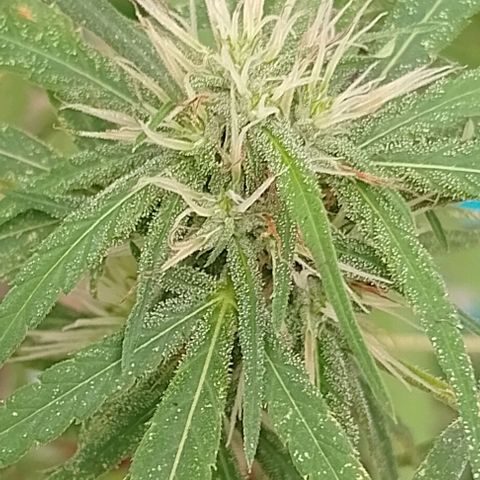 Genética desconhecida growlog timeline photo