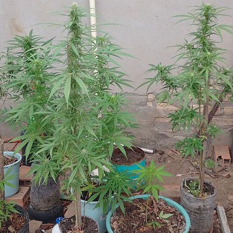 Genética desconhecida growlog timeline photo