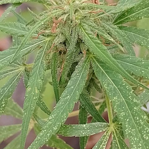 Genética desconhecida growlog timeline photo