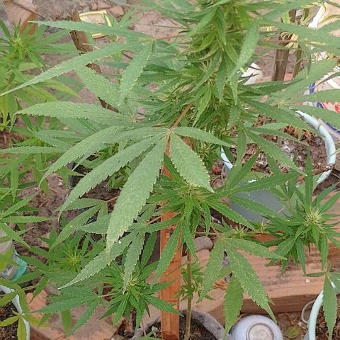Genética desconhecida growlog timeline photo