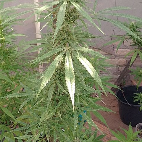 Genética desconhecida growlog timeline photo