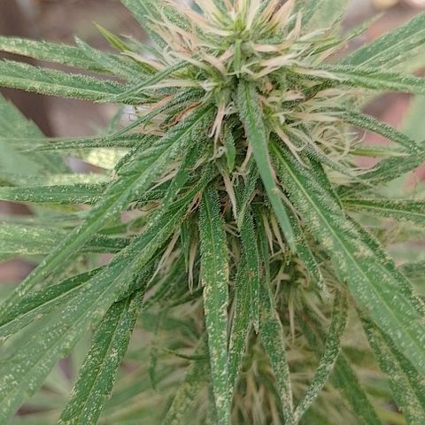 Genética desconhecida growlog timeline photo