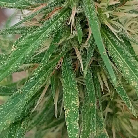 Genética desconhecida growlog timeline photo