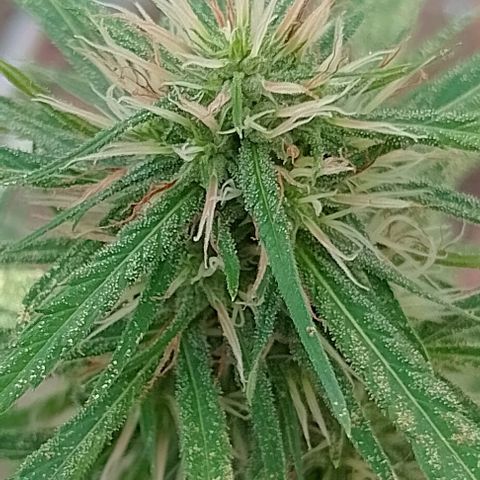 Genética desconhecida growlog timeline photo