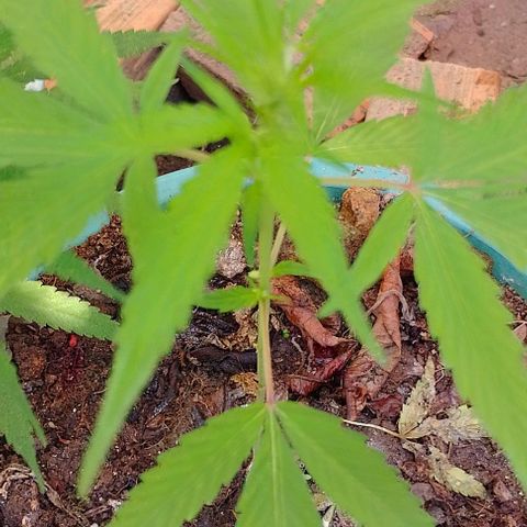 Genética desconhecida growlog timeline photo