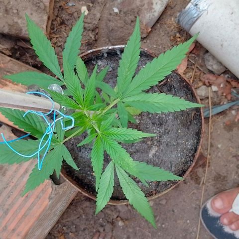 Genética desconhecida growlog timeline photo