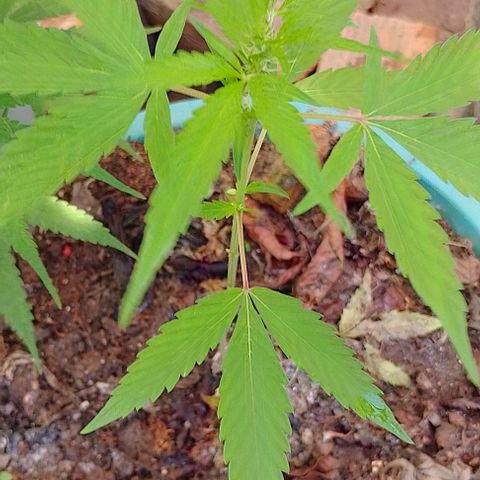Genética desconhecida growlog timeline photo