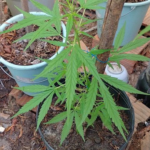 Genética desconhecida growlog timeline photo