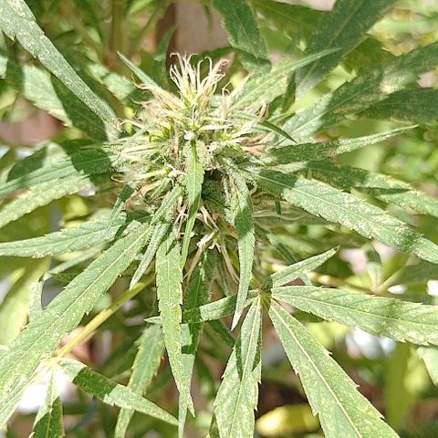 Genética desconhecida growlog timeline photo