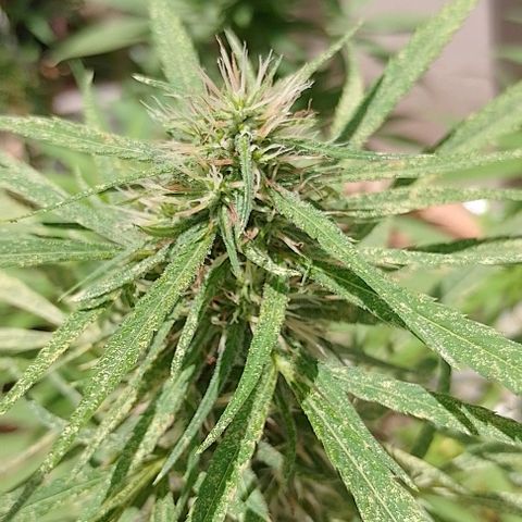 Genética desconhecida growlog timeline photo